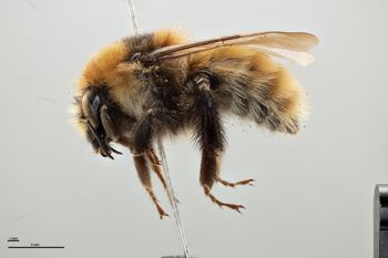 Media type: image;   Entomology 810711 Aspect: habitus lateral view